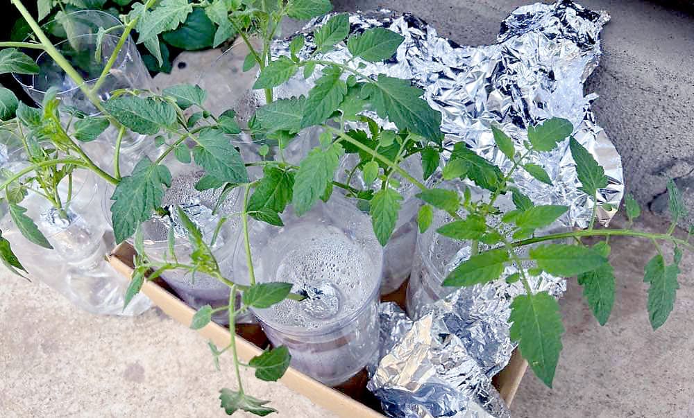 ミニトマト水耕栽培