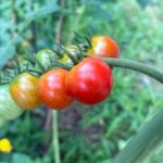 ダイソー 鈴なりミニトマトの種から育てている露地栽培のトマトの近況