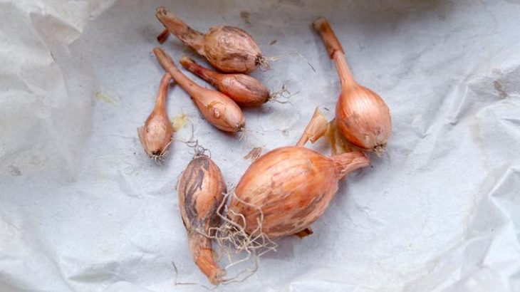 去年大きくならなかった小さな玉ねぎを再度植えて栽培に挑戦！