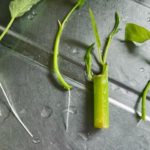 丈夫で真夏も栽培可！空芯菜を挿し芽で増やして節約！