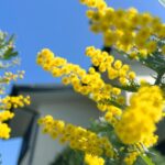 大人気のシンボルツリー、黄色いお花のミモザ！挿し木での増やし方は？